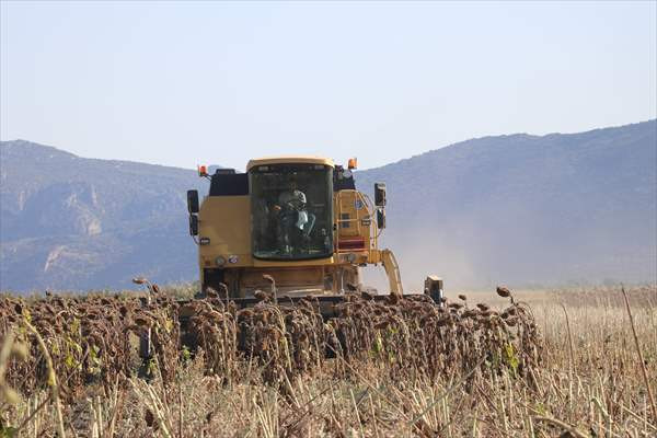 Burdur'da su basan hububat tarlalarına ekilen ayçiçeğiyle çiftçinin yüzü gülecek